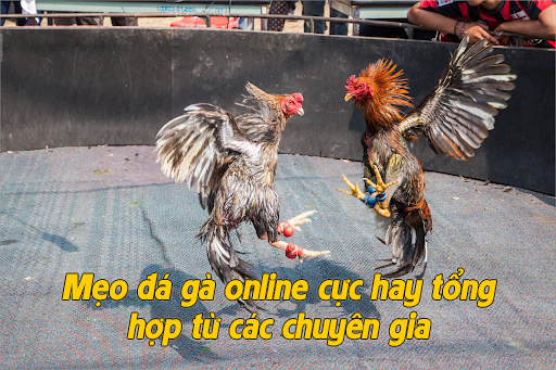 Mẹo đá gà online