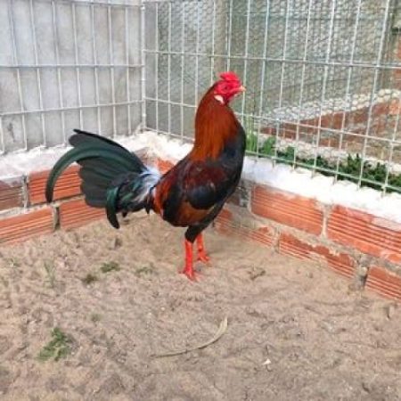 Gà Cuban – Cách nhận biết giống gà chiến đấu hóc hiểm