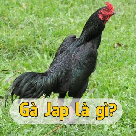 Gà Jap – Giống gà chiến không thể bỏ qua khi ra trận tại Vegas79