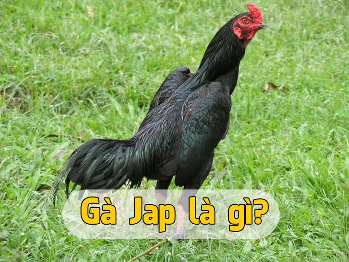 Gà Jap - Top 6 giống gà Jap phổ biến nhất hiện nay